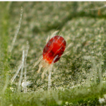 Figure 1) European red mite (ERM) (left) and two-spotted spider mite (TSSM) (right).