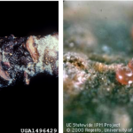Figure 2) Masses of European red mite eggs may be laid together. Eggs are slightly flattened, red, and have a small stalk. The stalk is approximately the length of the diameter of the egg, arising from the top, and can be seen with a hand lens.