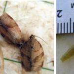 Figure 1 (A) Obliquebanded leafroller adults in wing trap (B) Obliquebanded leafroller larvae