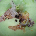 Figure 2 OBLR larvae feeding on developing fruit. Notice shallow tunneling, distinctive of this pest’s feeding