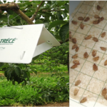 Figure 3 Left: “Wing” trap used to monitor OBLR. Right: Sustained trap capture of OBLR adults in wing trap