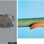 Oriental fruit moth adult (left) and full-grown larva (right). The insert shows the black anal comb on the bottom of the last segment