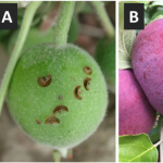 Figure 2) Types of fruit damage caused by plum curculio (PC): (A) Fresh crescent-shaped egg-laying injury to apple fruitlet, (B) Scar from early-season PC damage, which remained until harvest, (C) Feeding injury attributable to summer-generation PC
