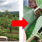 Left: Odor-baited trap tree with 25 fruit clusters flagged. Within each cluster, the king fruit is inspected twice a week for signs of fresh PC scars. Right: After the petal fall spray, the presence of 1 FRESH egg-laying scar (out of 25 fruits sampled) triggers an insecticide spray applied to peripheral-row trees only. Trap trees are excellent indicators of the extent to which insecticide residue remains effective.