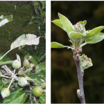 Figure 1) Left, Primary PM infection on apple shoot and young fruit; middle, winter killed infected buds on shoot and normal shoot; right, mildew on fruit cluster and healthy cluster.