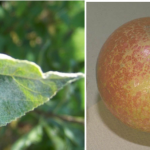 Figure 2) Left, powdery mildew on a single leaf (photo: S. Miner); right, russetting on fruit from powdery mildew