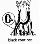 Various Effects of disease of Strawberry Roots