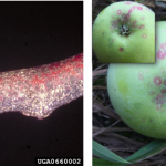 Figure 2) Left: Severe SJS infestation of apple branch. Right: Damage to apple fruit