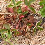 Verticillium Wilt above ground symptoms; outer leaves redden and wilt first
