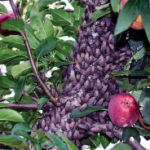 Photos: left, SLF swarm on apple, Erica Smyers, Penn State University