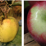Figure 1) Left to right – Sooty Blotch and Flyspeck on apple, Flyspeck around stem end, where water collects and leaves shade fruit, SBFS on a wild blackberry cane, a common host and source of inoculum