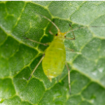 Left, TPB Nymph (3rd instar); Center, Yellow Rose Aphid; Right, TPB Adult on Strawberry Flower