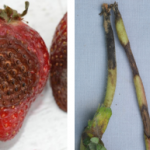 Figure 1) Left - Anthracnose crown rot; middle - Anthracnose fruit rot [Photos: F. Louws, NCSU]; right – Anthractnose petiole lesions