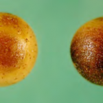 Ripe rot sporulating on the surface of muscadine grapes. (Photo credit: Dr. Turner Sutton)