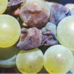Ripe rot on chardonnay grapes (Photo credit: Dr. Chris Steel)