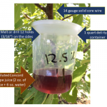 grape juice dilution to monitor for the presence of adult SWD