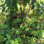 Blueberry under story overrun with weeds, sunlight does not penetrate to the ground, cull fruit remain on the ground, and humidity is high.
