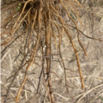Figure 1) Black Root Rot symptoms on strawberry roots.