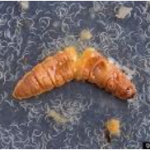 Figure 1. Wax moth larvae that have been infected with entomopathogenic nematodes. Photo credit: Peggy Greb, USDA Agricultural  Research Service, Bugwood.org