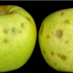 Stink bug injury to apple (left) VS bitter pit (right).