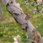 Canker blight. The canker in this picture is active, with  the bacterial ooze showing on the bark surface