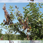 Top: Damage from blossom blight. Bacteria entered  through the flowers in the fruiting cluster, and spread  into leaves and the stem. Middle: Shoot blight  symptoms early July. Bottom: Tree with rootstock blight,  showing healthy scion and dead rootstock.