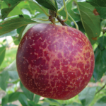 Russet caused by copper on apple fruit. 