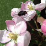 Insects carry fire blight bacteria from apple blossom to apple blossom. Adapted from photo by Orangeaurochs from Sandy, Bedfordshire, United Kingdom [CC by 2.0 http://creativecommons.org/licenses/by/2.0], via Wikimedia Commons