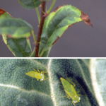 “Hopper burn” on apple (top). Browning along edges,  curling and yellowing are typical of potato leafhopper  damage on apple. (Photo: R. Bessin, Univ. of Kentucky  Extension). Potato leafhopper adult and nymph  (bottom).