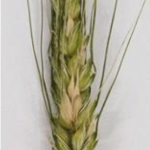 Figure 1. Bleached spikelets within the grain head Photo: Department of Agriculture, Saskatchewan