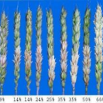 Figure 2. Fusarium Head Blight intensity in spring wheat Photo: Ohio State University