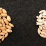 Figure 3. Healthy kernels (left) and shriveled, bleached FHB diseased kernels (right) Photo: Melissa Kelley, through Virginia Cooperative Extension