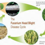 Figure 4. Disease cycle of Fusarium Head Blight Source: University of Vermont Cooperative Extension