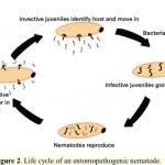 Figure 2 Life Cycle of a nematode