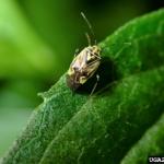 Figure 1) Tarnished plant bug adult (left) and nymph (right). Photo credit: Lisa Ames, University of Georgia; Scott Bauer, USDA Agricultural Research Service, Bugwood.org.