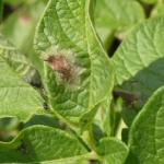 Late blight lesion on potato. Note the sunken, water-soaked tissue around the dark lesion.