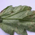 Fulvia leaf mold on tomato. Lesions on the underside of the leaves often appear fuzzy and have been mistaken for late blight. This disease is more common in greenhouse tomatoes.