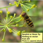 Syrphid or Hover Fly feeding on nectar from dill. Photo: A. Legrand, UConn