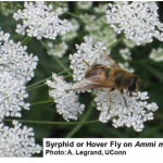 Syrphid or Hover Fly on Ammi majus. Photo: A Legrand, UConn