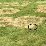 The black circle indicates the "leading edge" of the damaged turf.