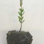 Single young cranberry upright propagated in a small container showing soil and roots