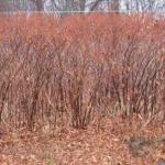 Stand of Japanese knotweed in the winter after stems have dies back