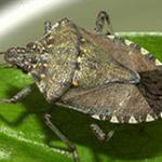 Brown Marmorated Stink Bug ID and Biology