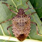 Brown Marmorated Stink Bug Management