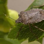  Brown Marmorated Stink Bug (courtesy of mariemont.com)