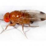 Spotted Wing Drosophila ID and Biology
