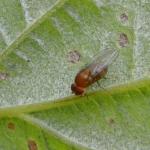 Spotted Wing Drosophila Introduction (courtesy of Entomology Today)
