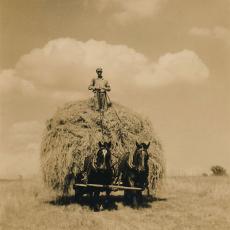Alexander Wysocki bringing in hay, 1940’s.
