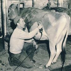 Albert R. Potter, head herdsman, Adams dairy farm, shaves Jersey cow, North Pleasant Street, Amherst, MA, late 1940’s.