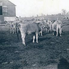 Herd of Jersey cows at Robert C. Adams farm, North Pleasant Street, Amherst, MA late 1940’s. 